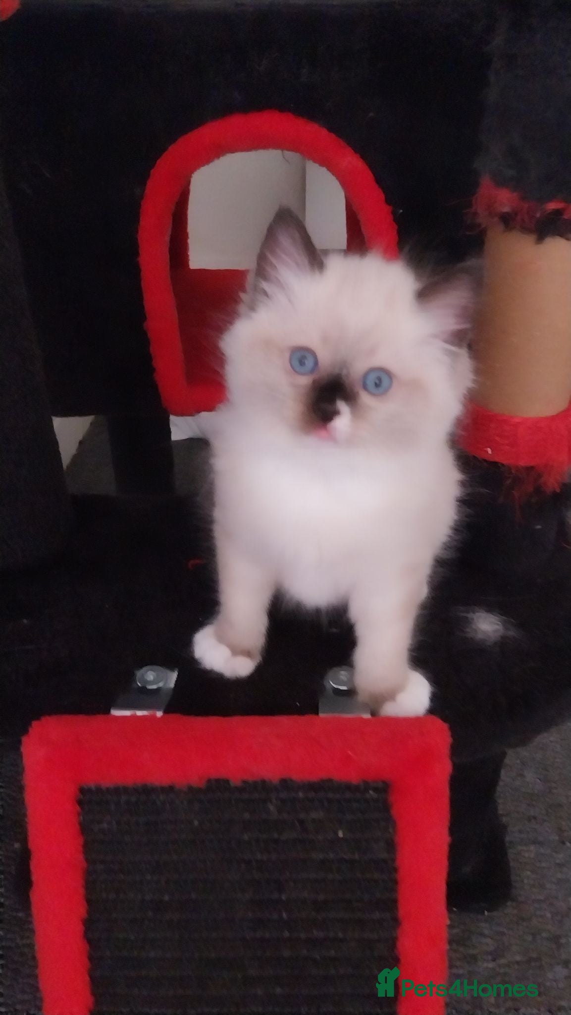 Ragdoll cats Two gorgeous little rag doll girls .😽😺 - Advert 4