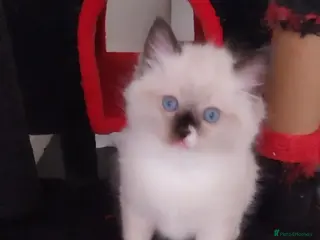 Ragdoll cats Two gorgeous little rag doll girls .😽😺 - Advert 1