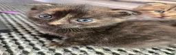 Scottish Fold cats for sale: 4 beautiful scottish folds for sale   - Advert 5