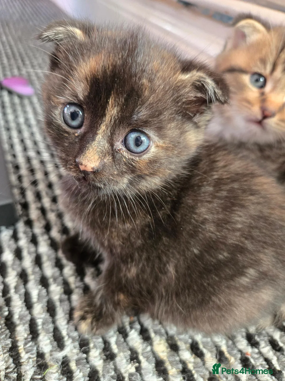 Scottish Fold cats for sale: 4 beautiful scottish folds for sale   - Advert 5