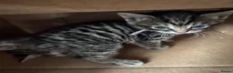 Mixed Breed cats for sale: Adorable Kittens Looking for Their Forever Home - Advert 6