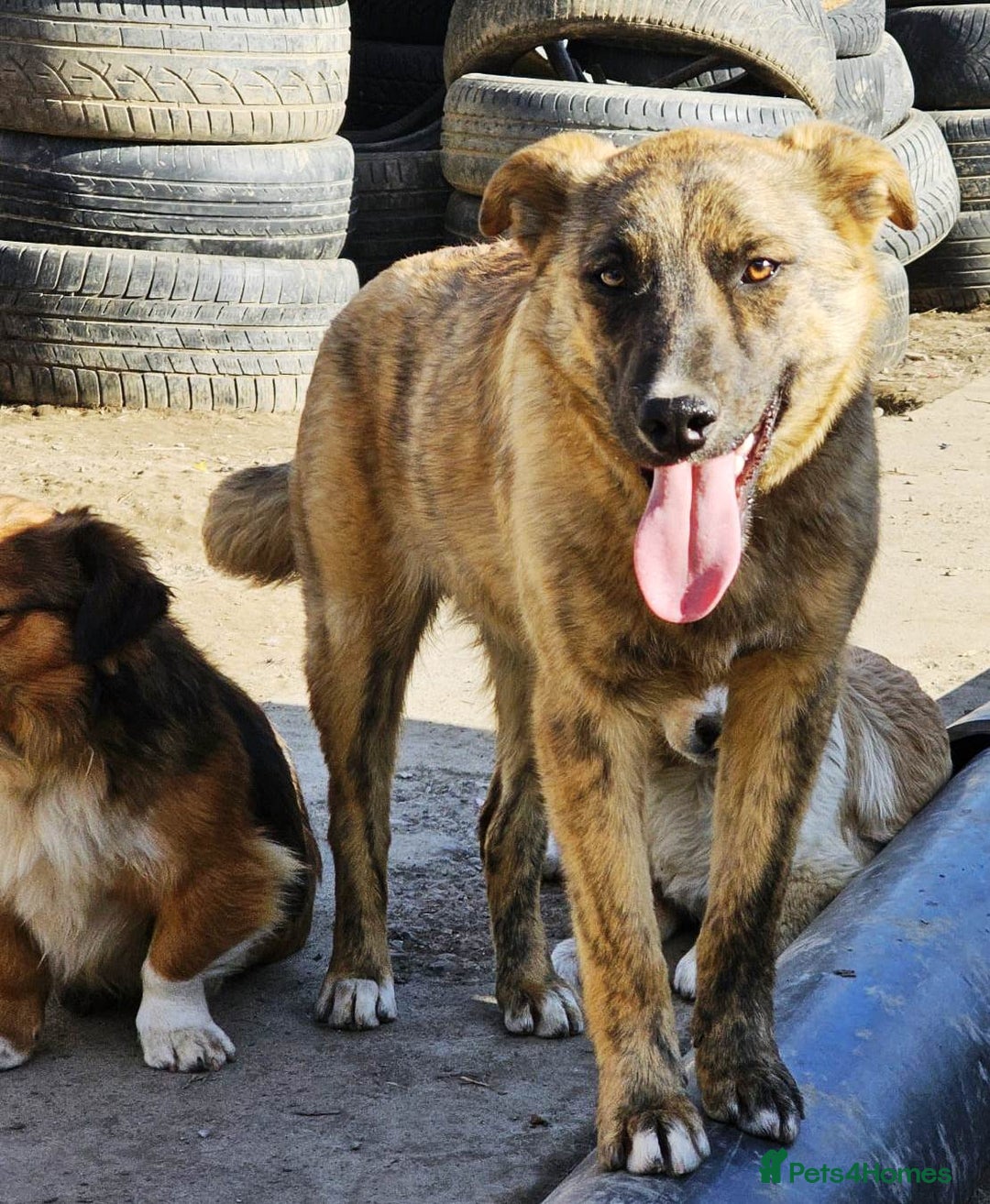 Mixed Breed dogs for adoption: PEPPER - a superb, gentle boy, for a Loving Home - Image 8