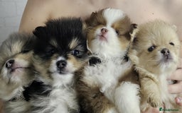 Pomeranian dogs for sale: Beautiful pom puppies -fully vaccinated  - Image 16