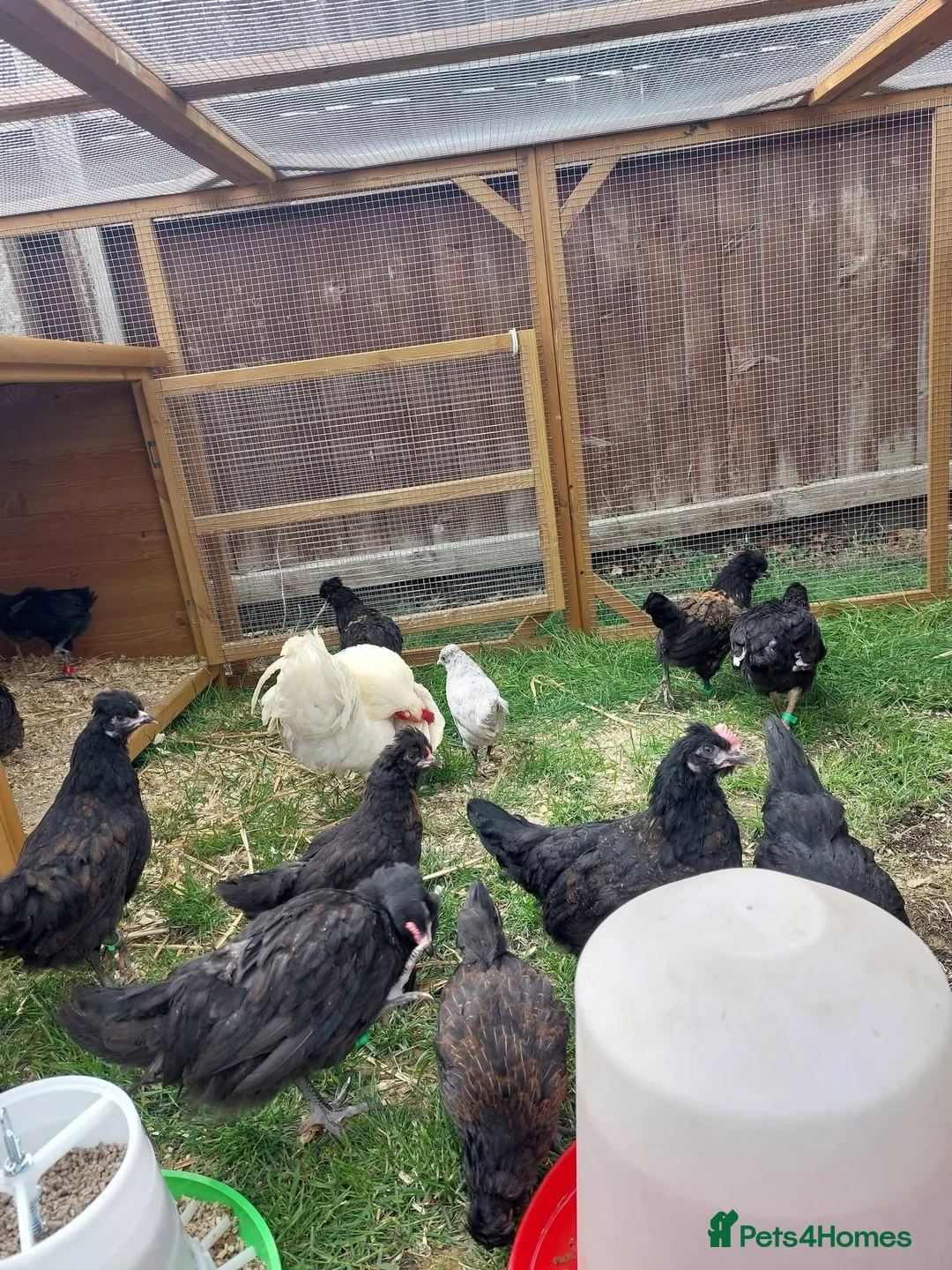 Chickens poultry for sale: Chickens and chicks - Advert 3