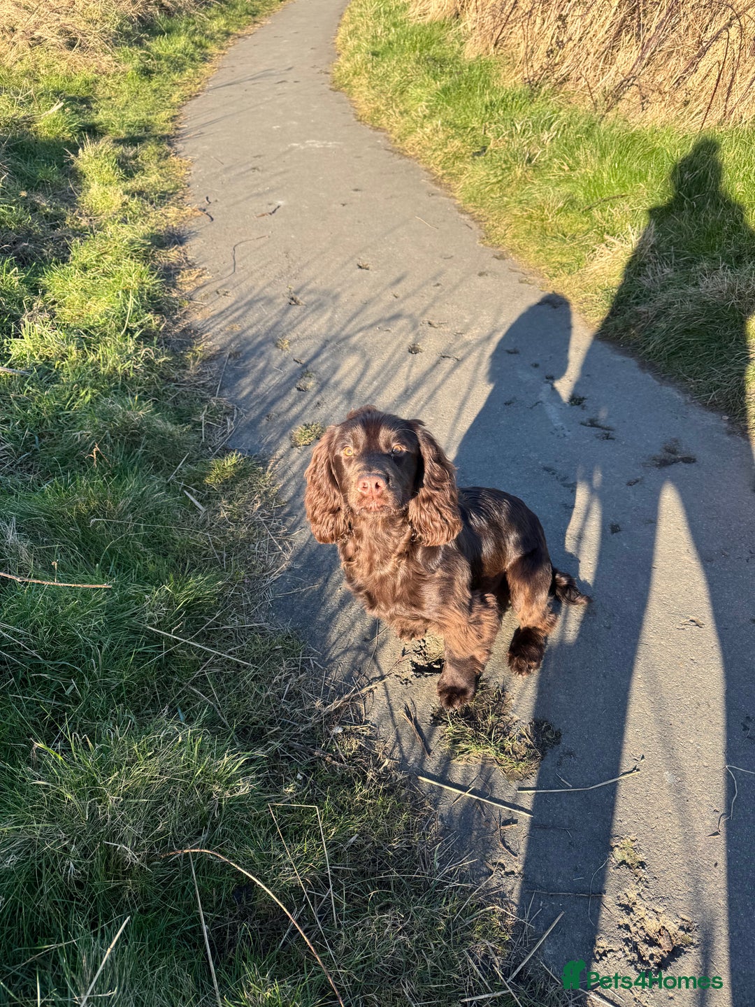 Cocker Spaniel dogs for sale: 1 year old working cocker  - Image 8