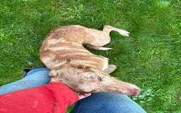 Border Collie dogs for sale: Blue/Red Merle Border Collie Puppies - Advert 6