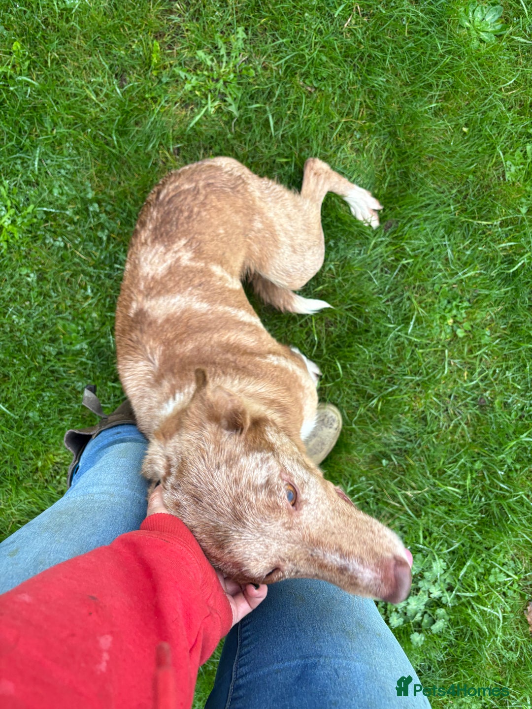 Border Collie dogs for sale: Blue/Red Merle Border Collie Puppies - Advert 6