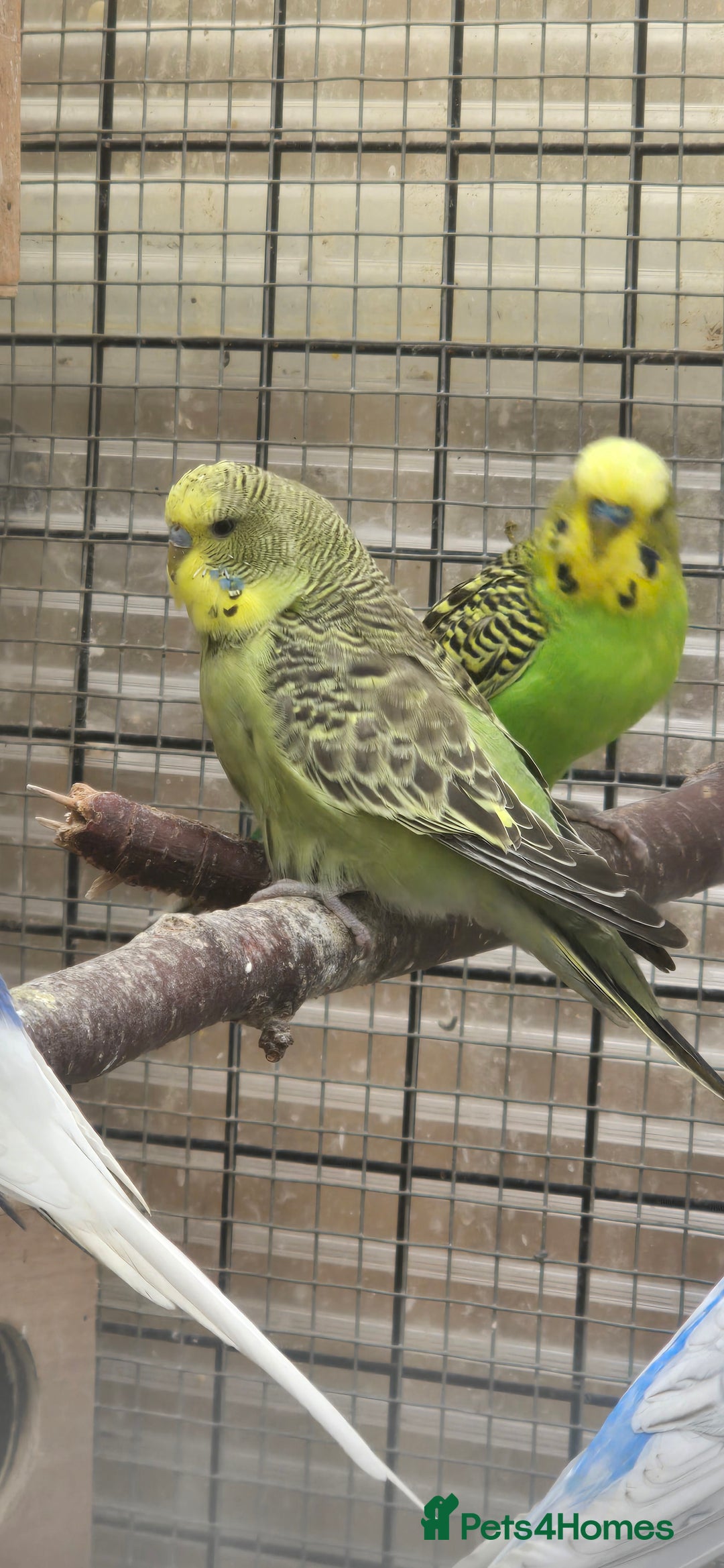Lovebirds birds for sale: Love bird and breeding pairs of Budgies  - Advert 3