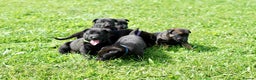 Belgian Shepherd Dog dogs for sale: Belgian Mallinois pups due - Advert 2