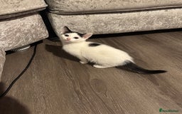 Mixed Breed cats for sale: Ready for new home  - Image 9