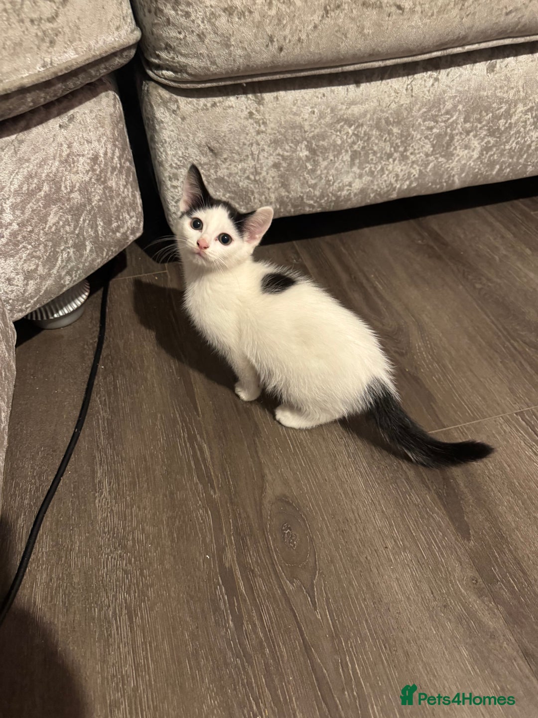 Mixed Breed cats for sale: Ready for new home  - Image 9