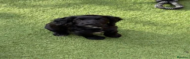 Cocker Spaniel Puppy 4