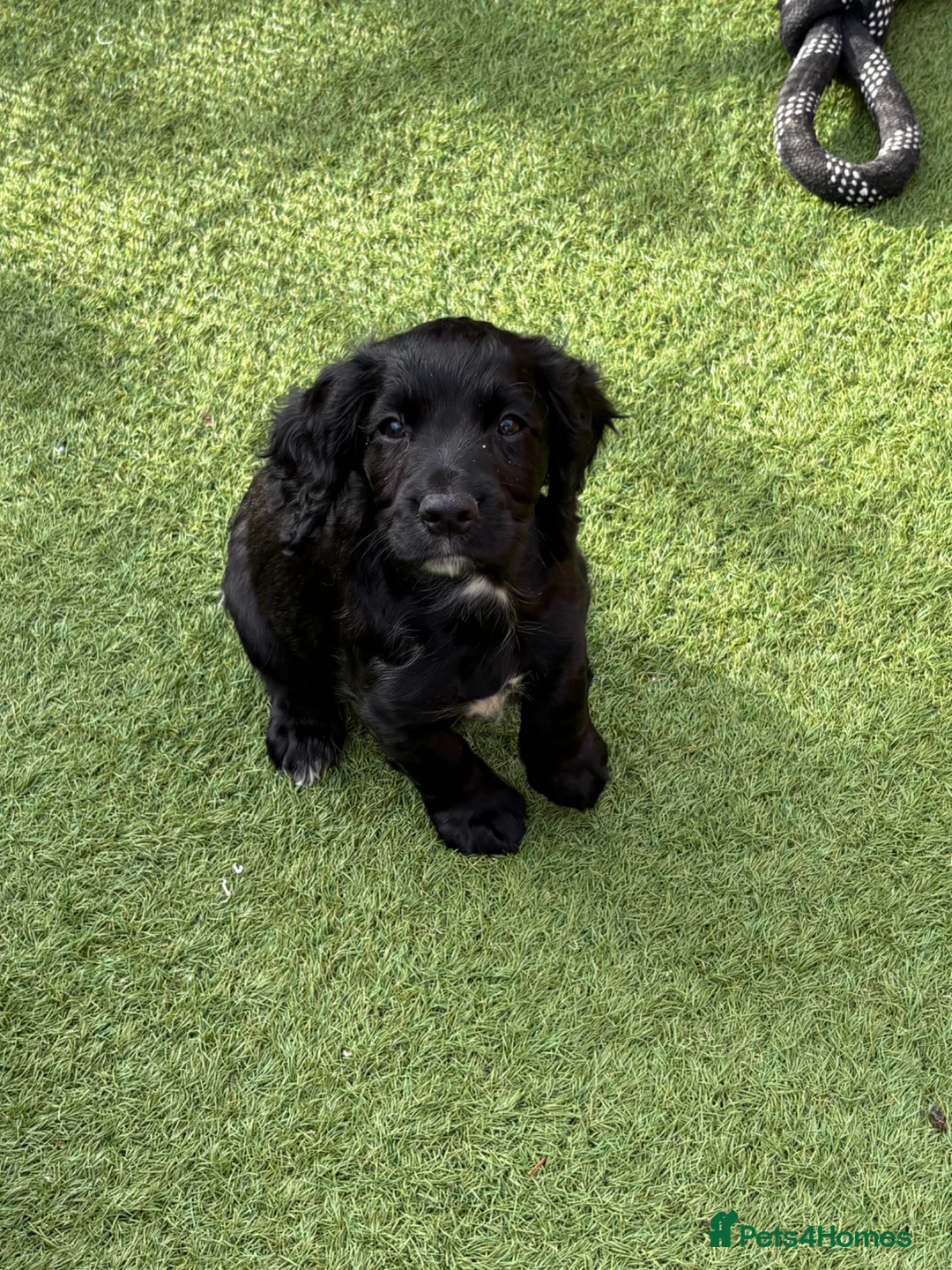 Cocker Spaniel dogs for sale: Working Cocker Spaniels - excellent blood line  - Advert 2