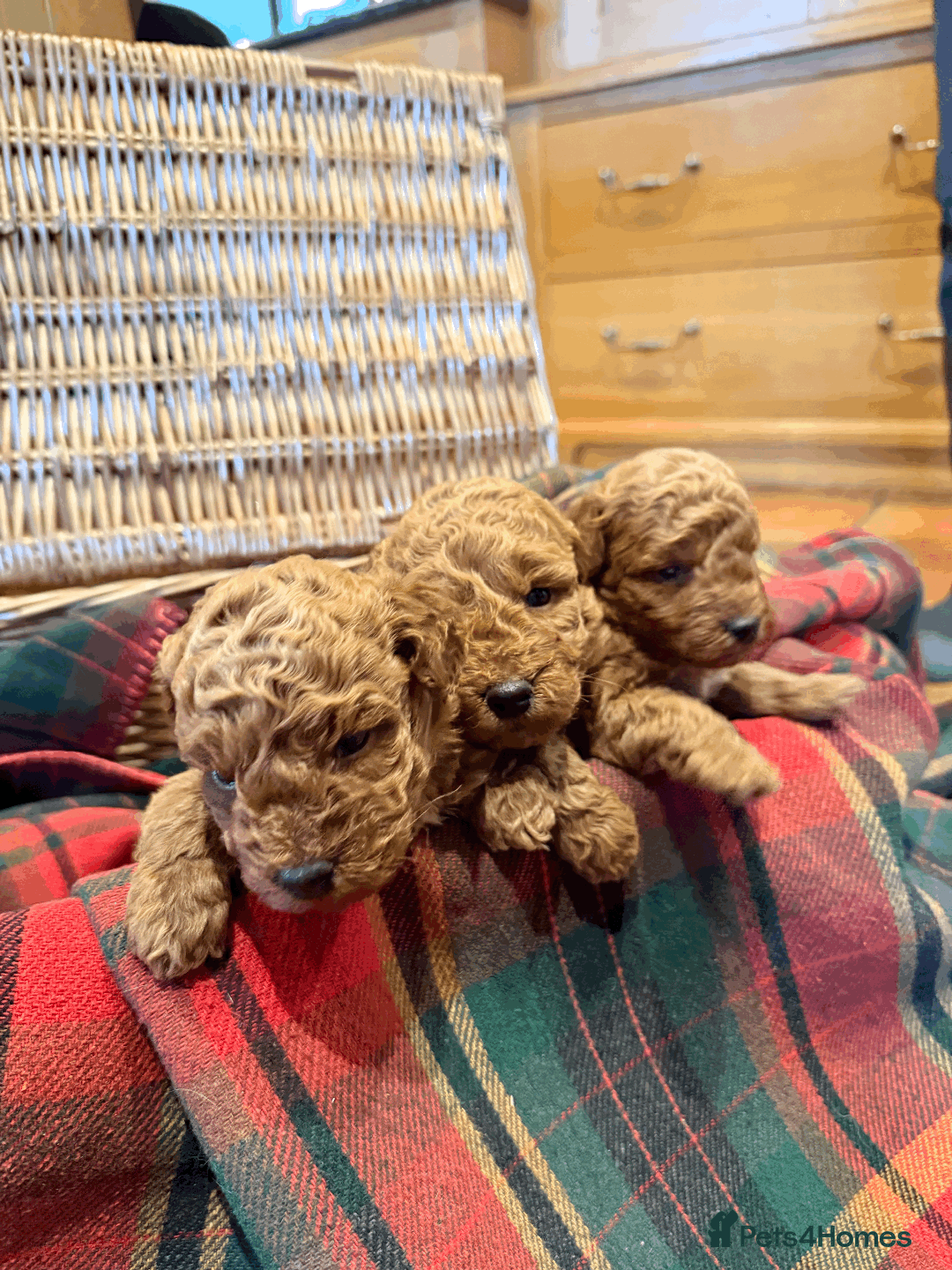 Miniature Poodle dogs for sale: Pedigree KC Registered Miniature Poodle Pups  - Advert 9