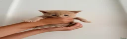 Mixed Breed cats for sale: Maine Coon X British shorthair  - Advert 5
