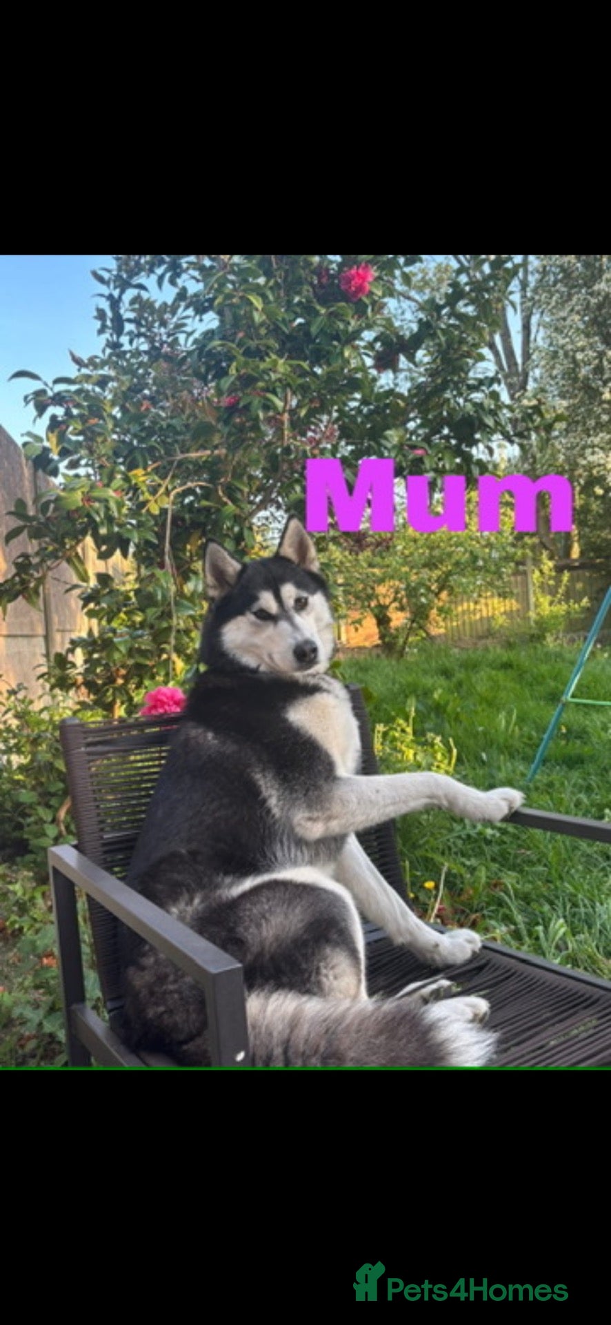 Siberian Husky dogs Beautiful Siberian husky puppies - Advert 1