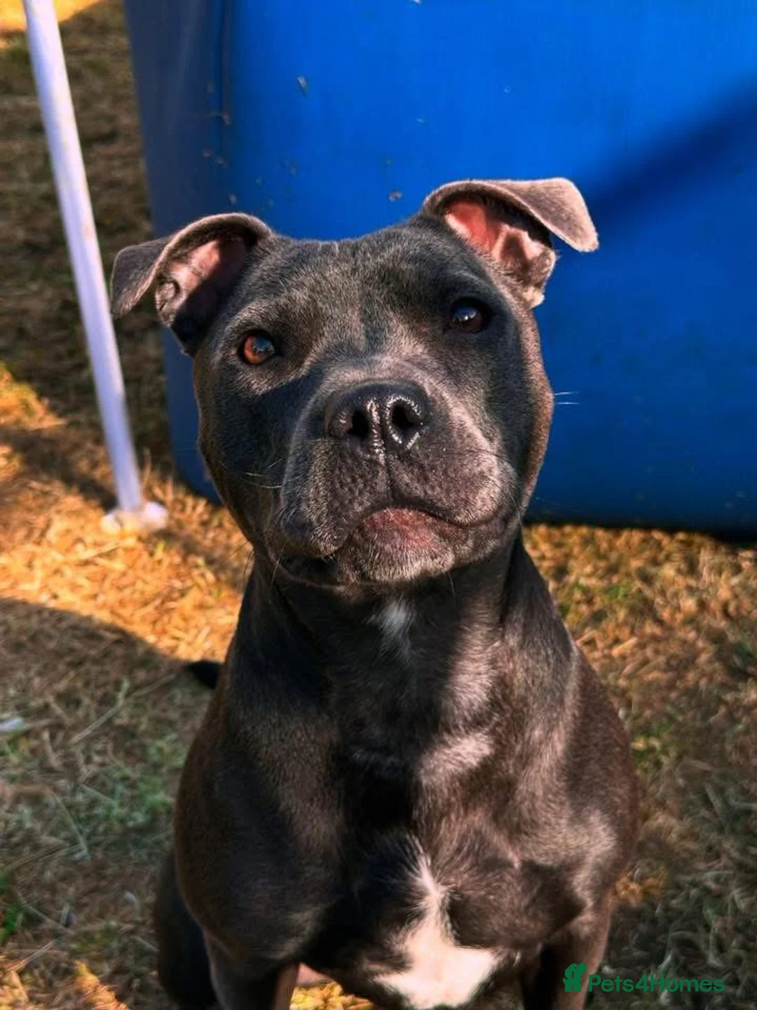 Staffordshire Bull Terrier dogs for sale: Blue Staffordshire bull terrier puppies. in Stroud - Advert 2