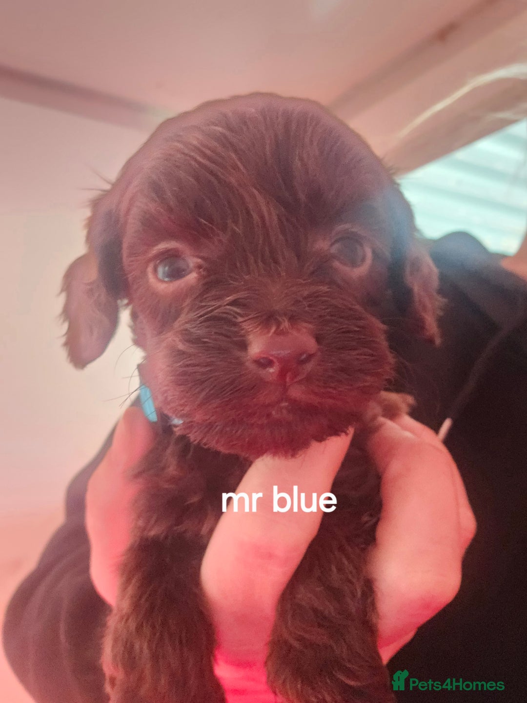 Cockapoo dogs for sale: 7 extreme quality cockapoo pups - Advert 8