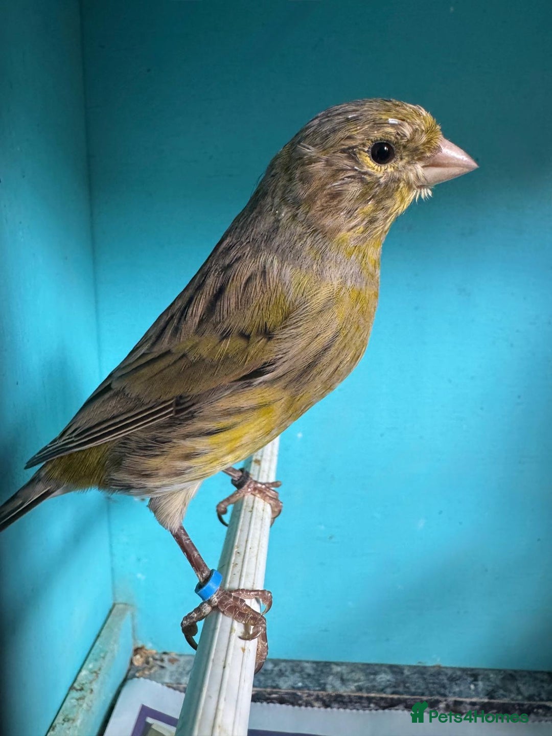 Canaries birds for sale: Young canaries  - Image 7