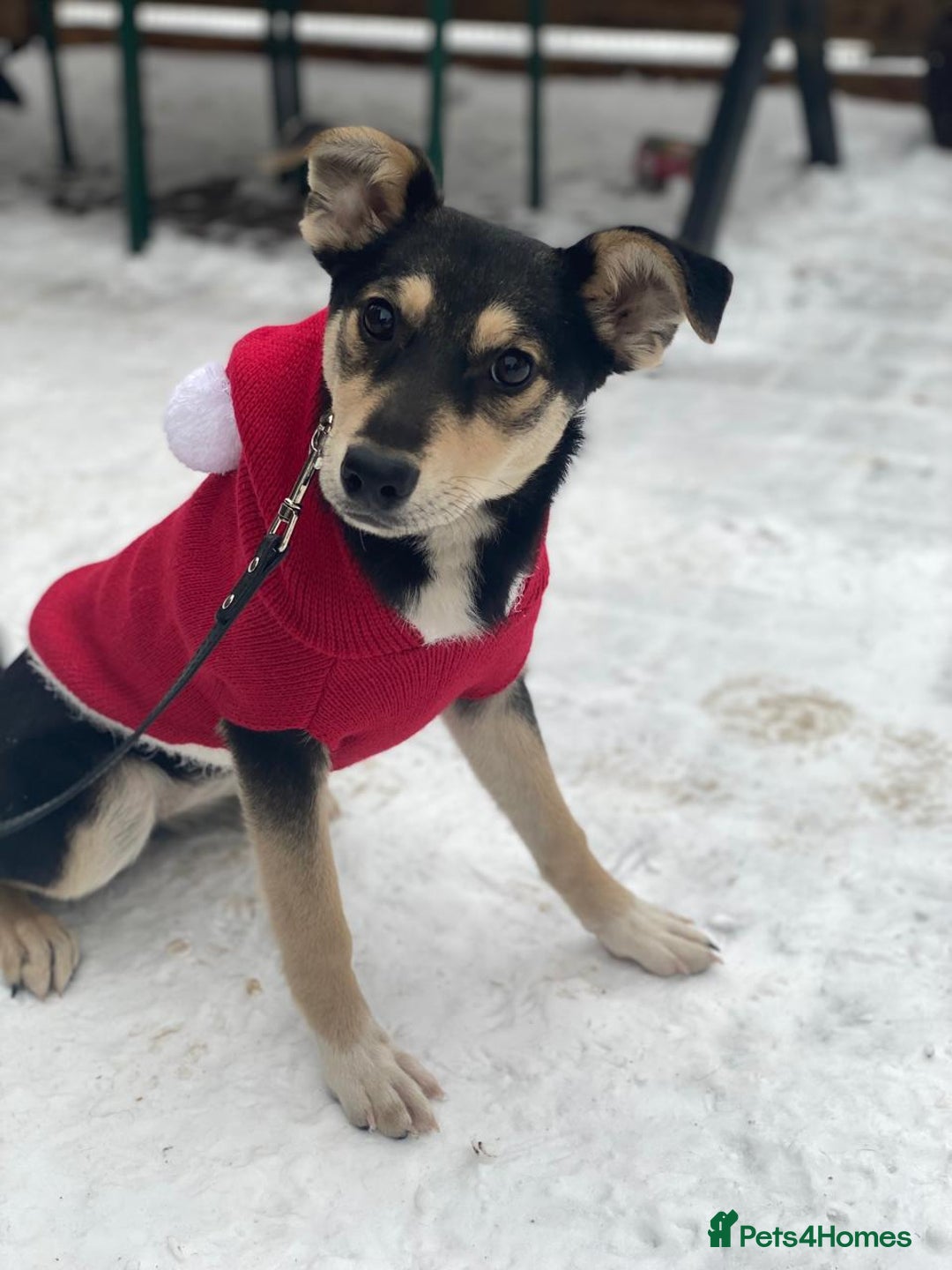 Mixed Breed dogs for adoption: ❤️ZITA&GITA❤️ – Together or Separately - Advert 3