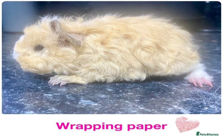 Guinea Pig rodents - Advert 4