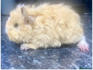 Guinea Pig rodents - Advert 15