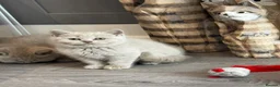British Shorthair cats for sale: Beautiful Lilac British Shorthair, Registered - Advert 11