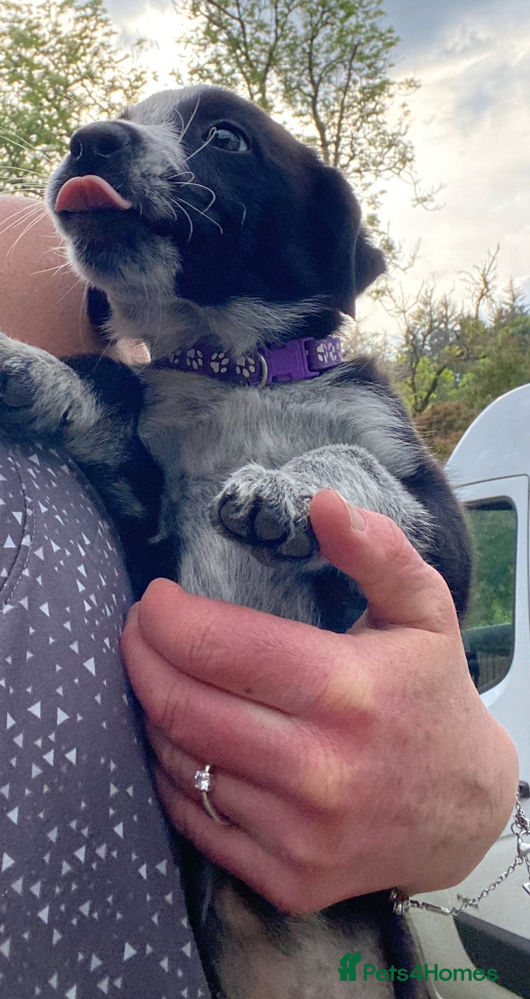 Mixed Breed dogs for sale: Border Collie Cross Pups ready for forever homes in Cairndow - Advert 20