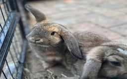 Mini Lop rabbits for sale: 4 x Beautiful Mini Lops for sale - Image 5