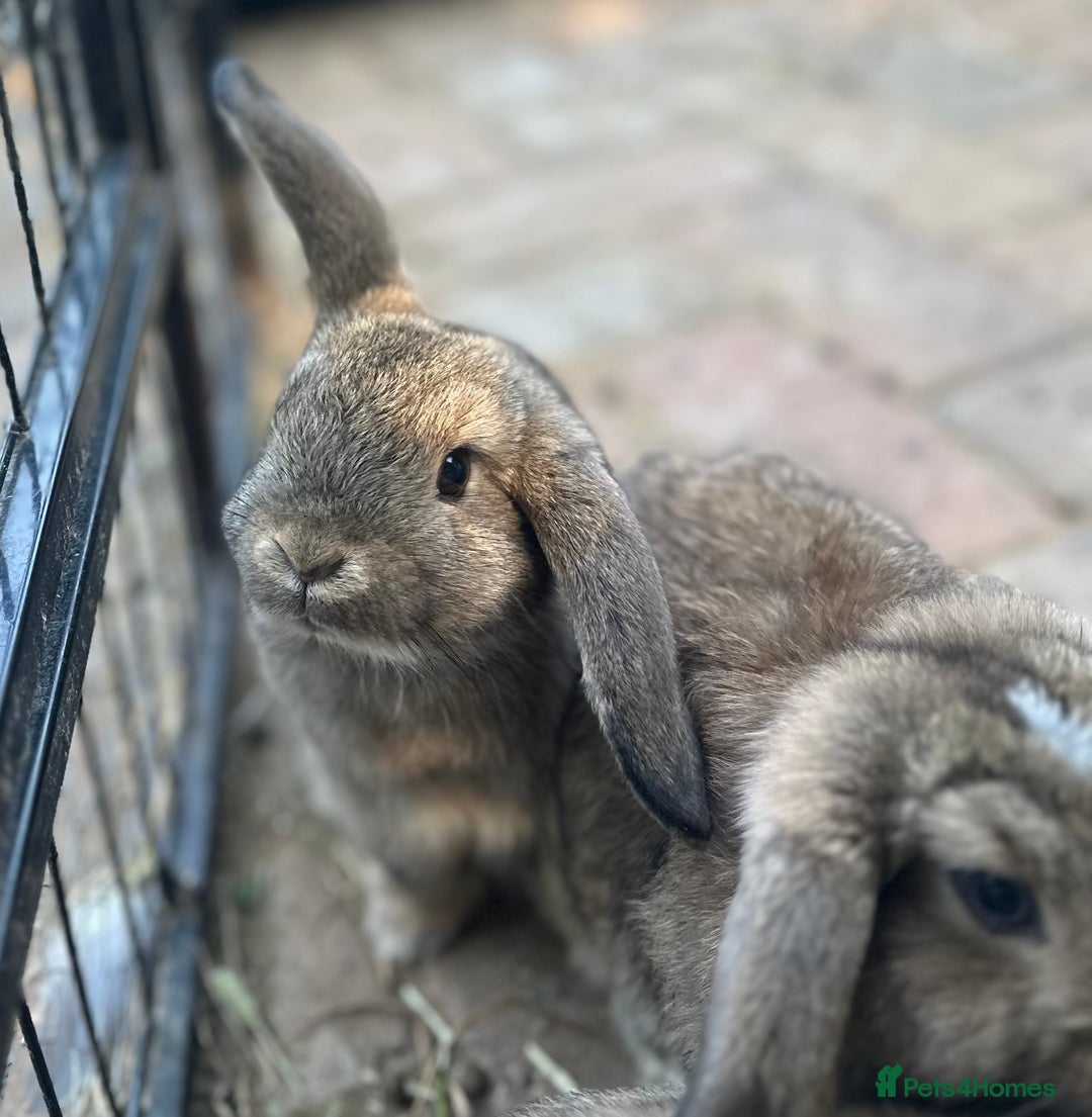 Mini Lop rabbits for sale: 4 x Beautiful Mini Lops for sale - Image 5