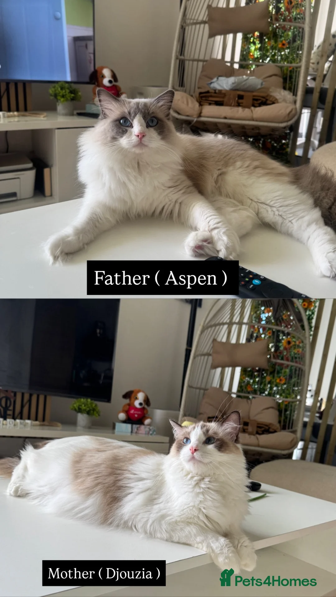 Ragdoll cats for sale: Pure Ragdoll Kittens – Available for Reservation  - Advert 2