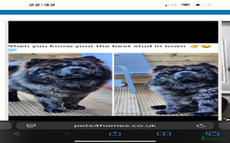 Chow Chow dogs for sale: Beautiful silver/ blue merle boy 💙 - Image 9