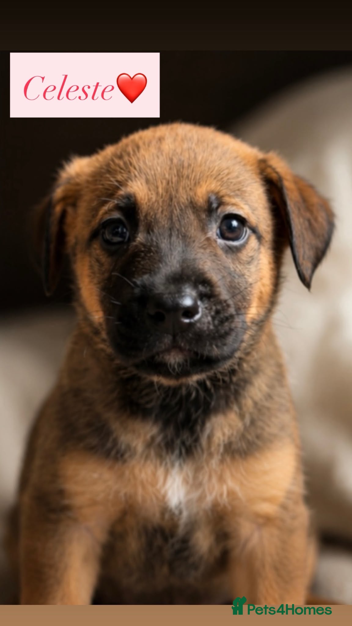 Mixed Breed dogs Gorgeous puppy’s looking for there forever home - Advert 7