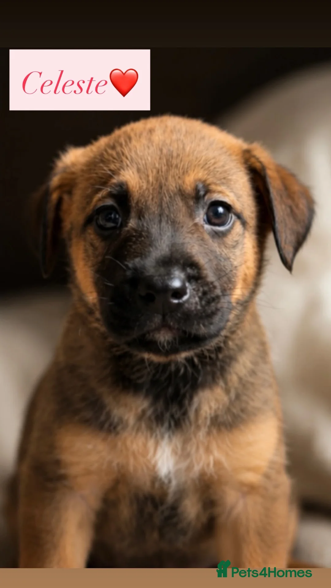Mixed Breed dogs for adoption: Gorgeous puppy’s looking for there forever home - Advert 1