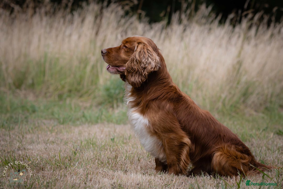 Cocker Spaniel dogs for stud: At STUD - Working Cocker - Image 3