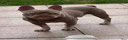 French Bulldog dogs for sale: French bulldog - Advert 4
