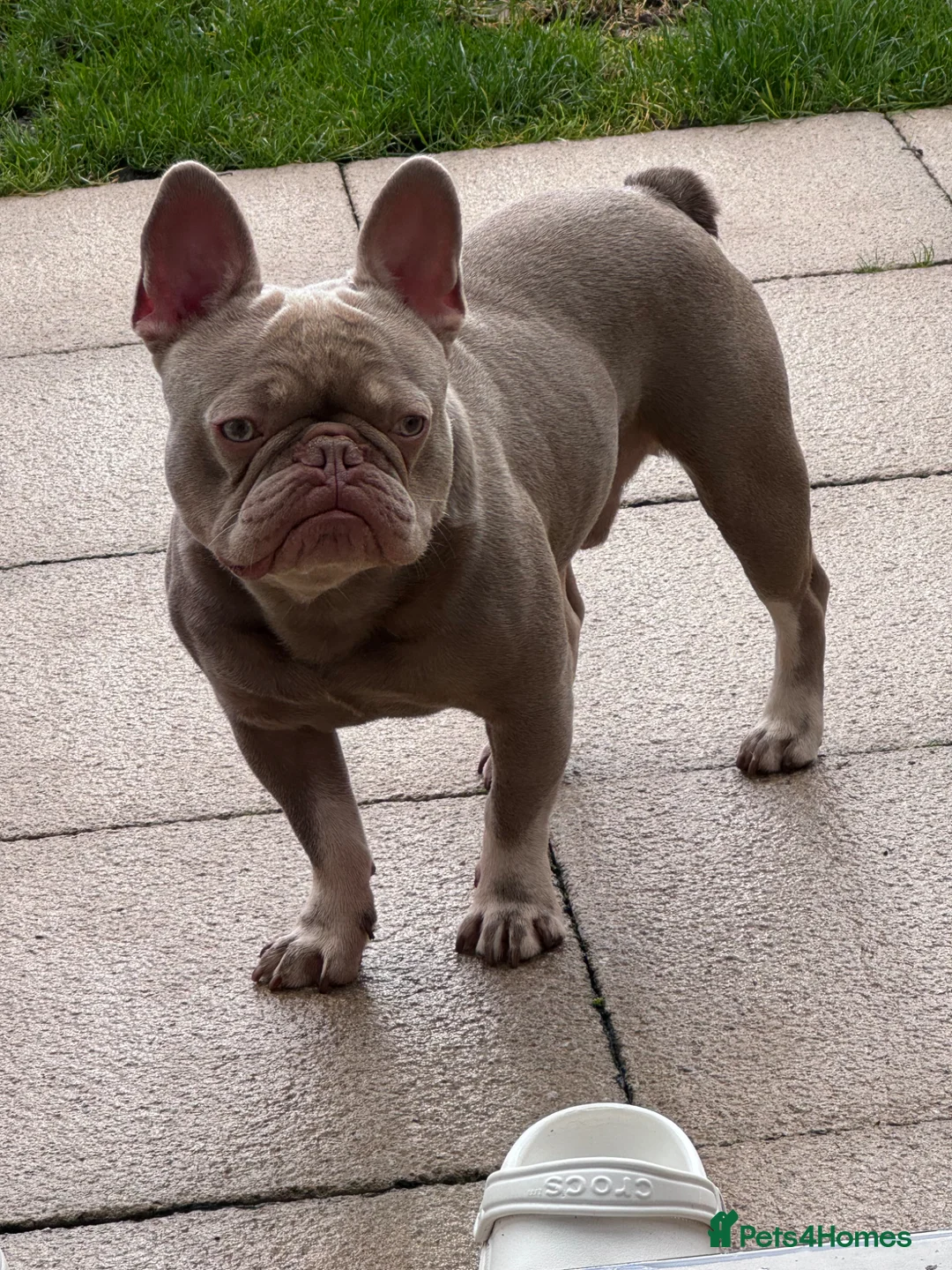 French Bulldog dogs for sale: French bulldog - Advert 4