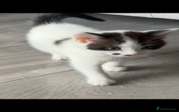 Mixed Breed cats for sale: Tabby and white kittens  - Image 2