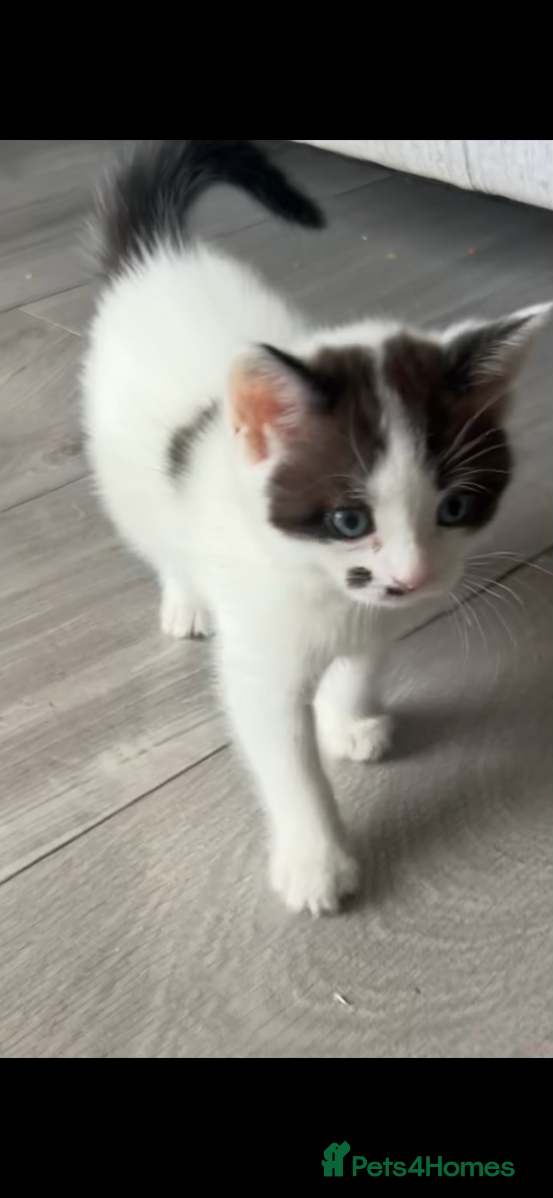Mixed Breed cats for sale: Tabby and white kittens  - Image 2