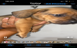 Mixed Breed dogs for sale: French Bull Weiner dogs 6 weeks old  - Image 7