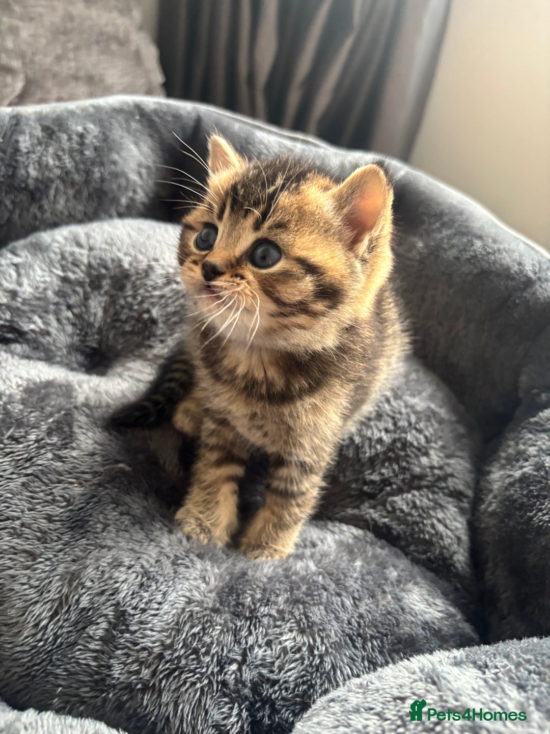 British Shorthair cats for sale: 4 British shorthair kittens available  - Advert 15