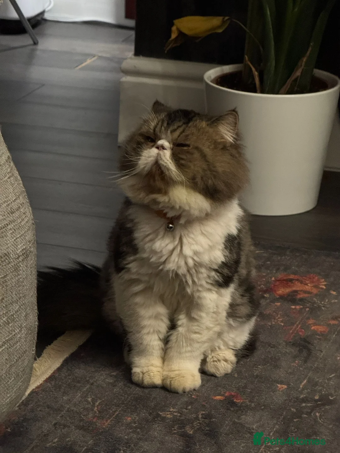 Persian cats for sale:  1-Year-Old Persian Cat Looking for a Loving Home - Advert 2