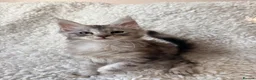 Maine Coon cats for sale: READY NOW. Tica registered mainecoon kittens - Advert 6