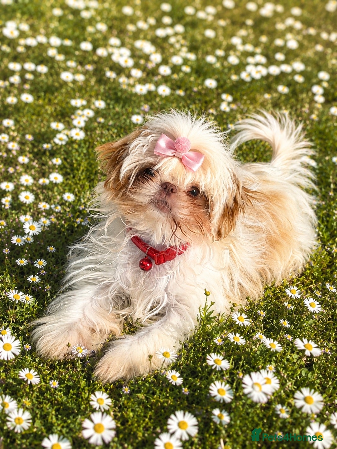 Shih Tzu dogs KC REGISTERED IMPERIAL SHIH TZU FEMALE PUPPY - Advert 14
