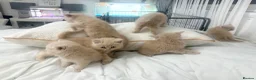 British Shorthair cats for sale: ⭐️ 6 BRITISH CREAM SHORTHAIR ⭐️ - Advert 19