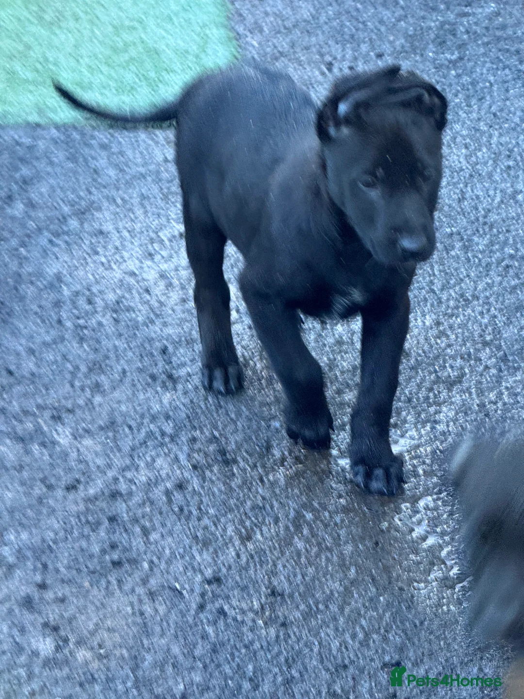 Belgian Shepherd Dog dogs for sale: Belgium Shepherd - Advert 9