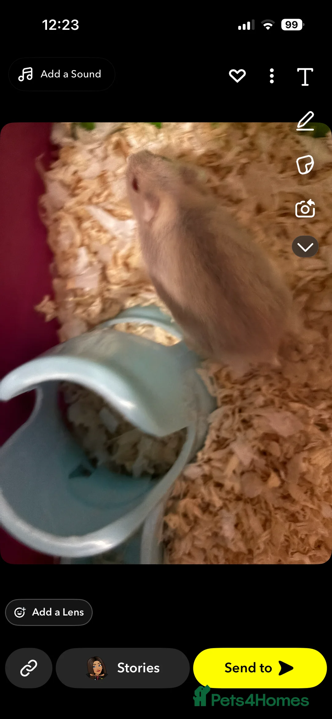 Hamster rodents for sale: Male russian/ Syrian dwarf hamster - Advert 3