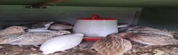 Quail poultry for sale: Japanese Coturnix Hatching Eggs  in Llansantffraid - Advert 2