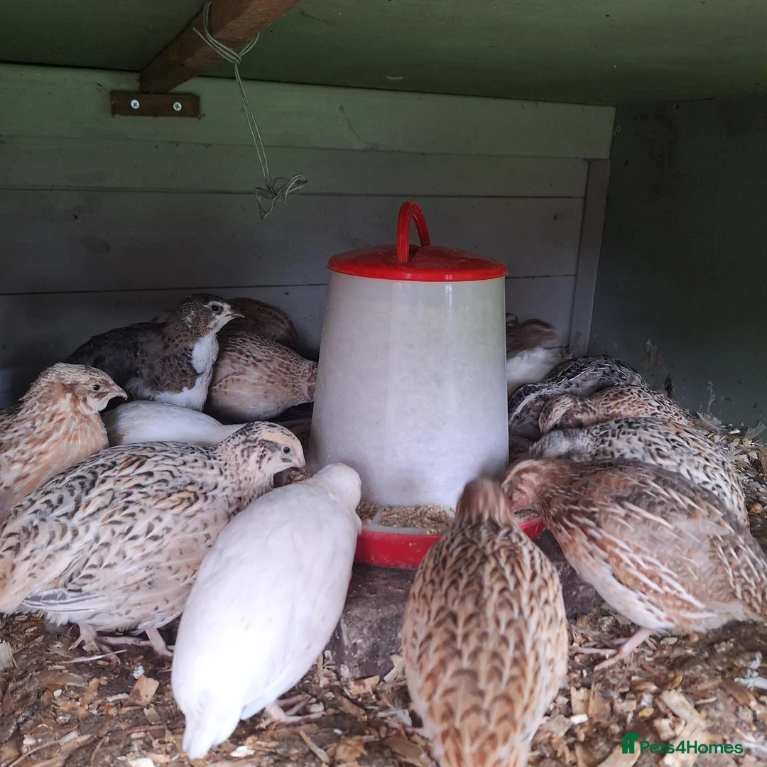 Quail poultry for sale: Japanese Coturnix Hatching Eggs  in Llansantffraid - Advert 2