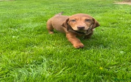 Miniature Dachshund dogs for sale: Miniature Dachshund Boys and Girls - Image 12